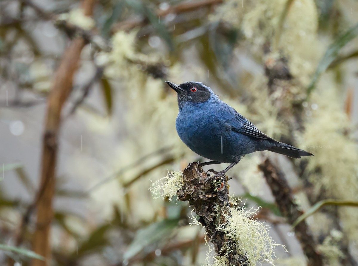 Masked Flowerpiercer (melanopis) - ML642356861