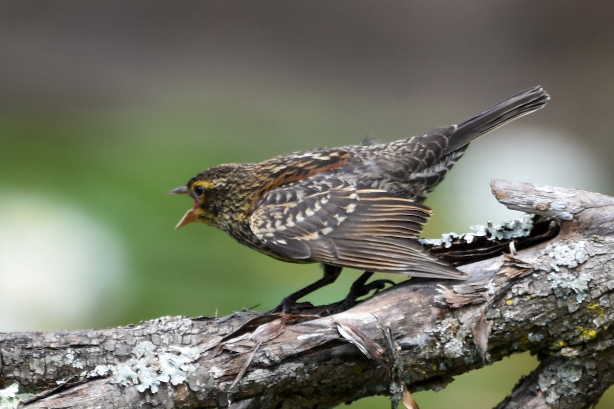 Red-winged Blackbird - ML642356870