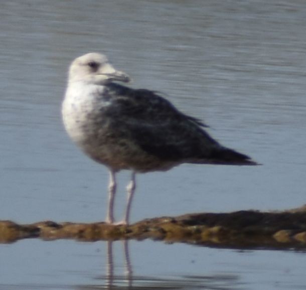Larus sp. - ML642356873