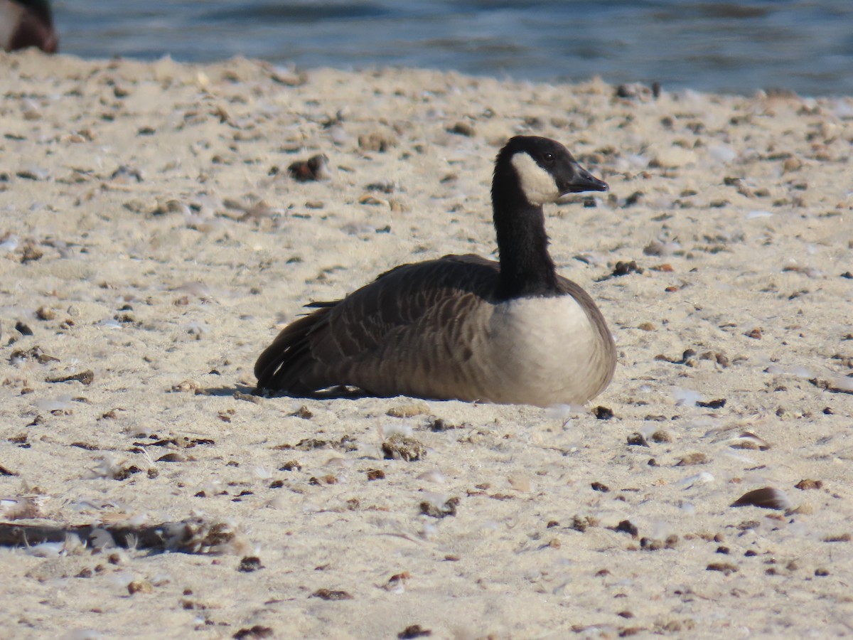Cackling/Canada Goose - ML642356898