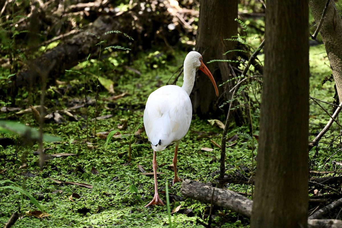White Ibis - ML642356900