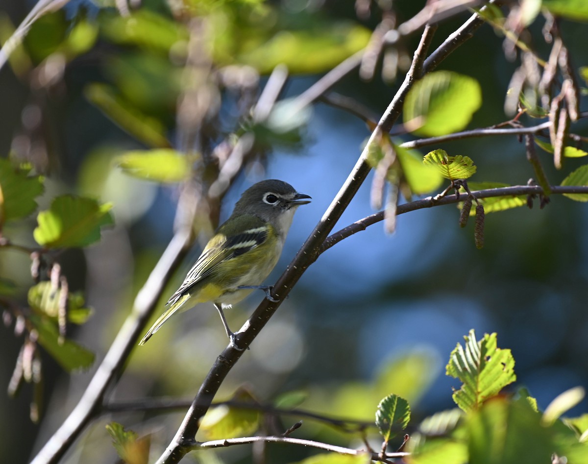 Blue-headed Vireo - ML642356927