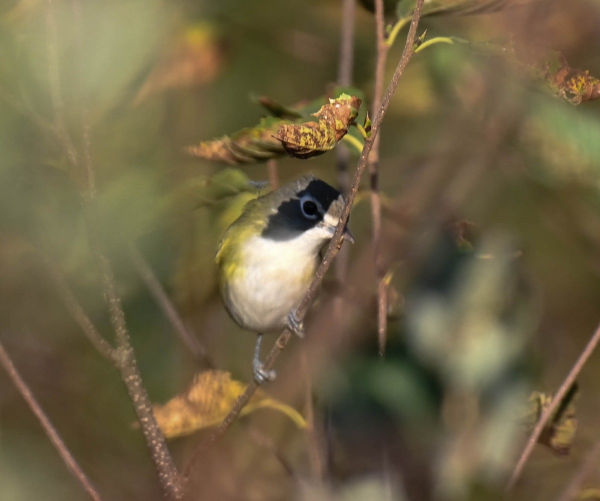 Blue-headed Vireo - ML642356928