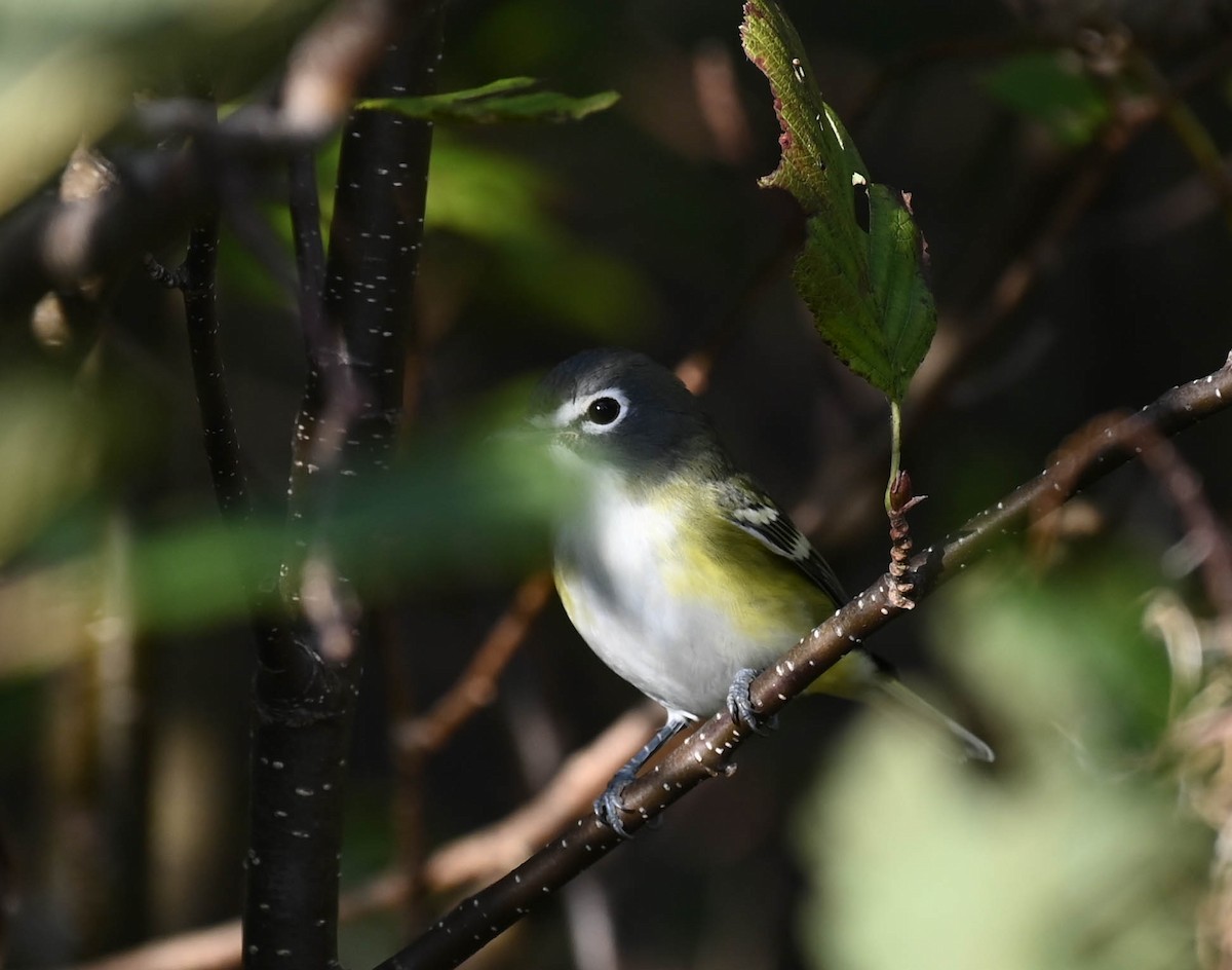 Blue-headed Vireo - ML642356929