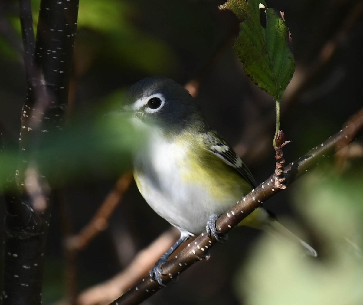 Blue-headed Vireo - ML642356930