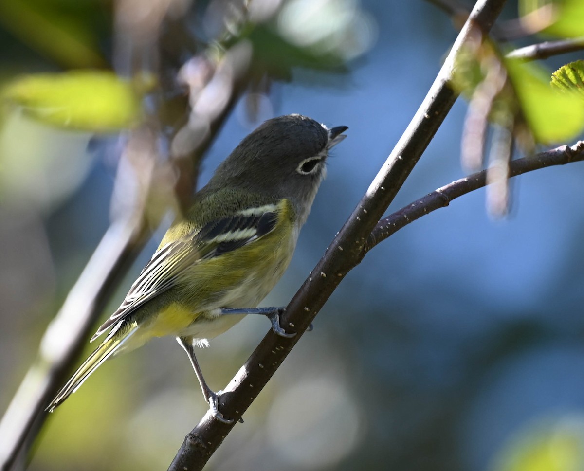Blue-headed Vireo - ML642356932