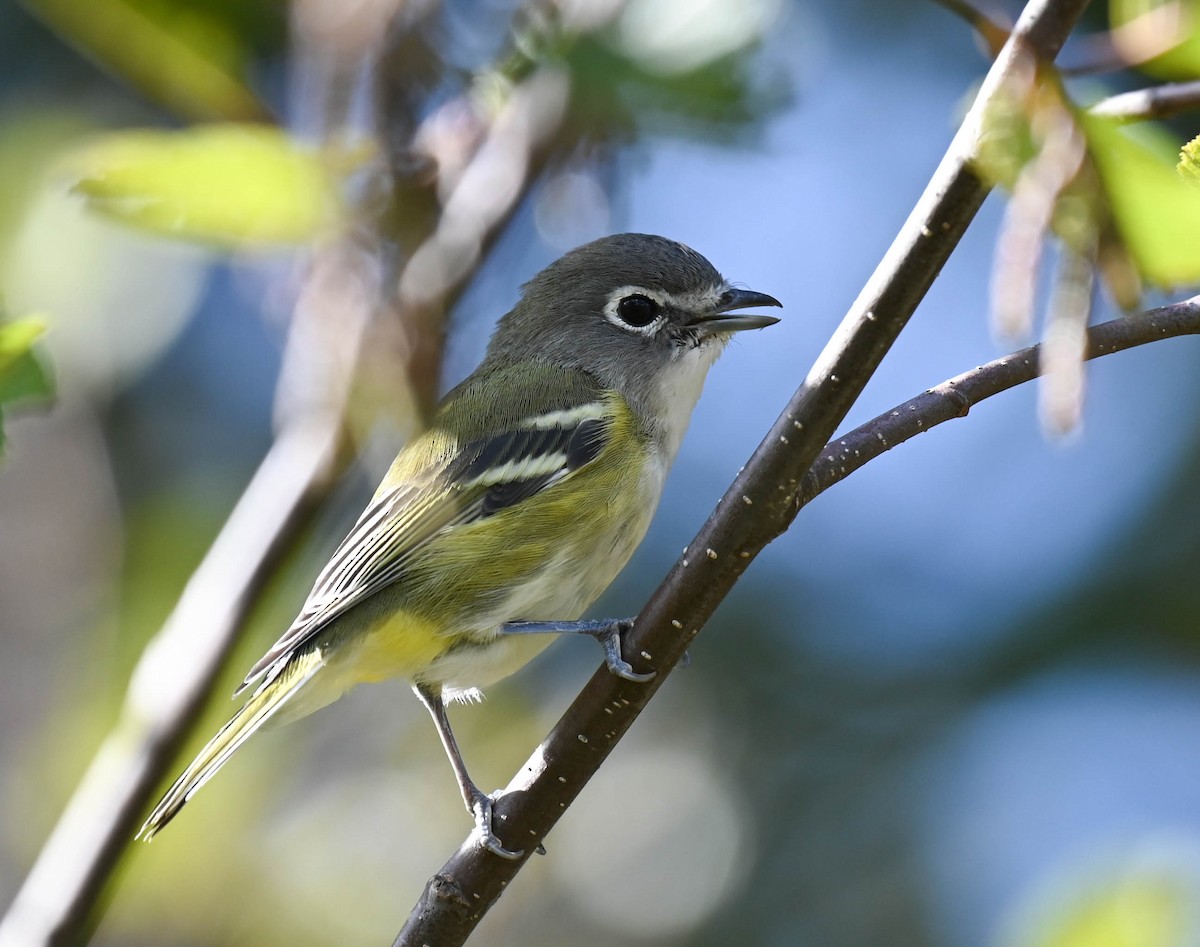 Blue-headed Vireo - ML642356933