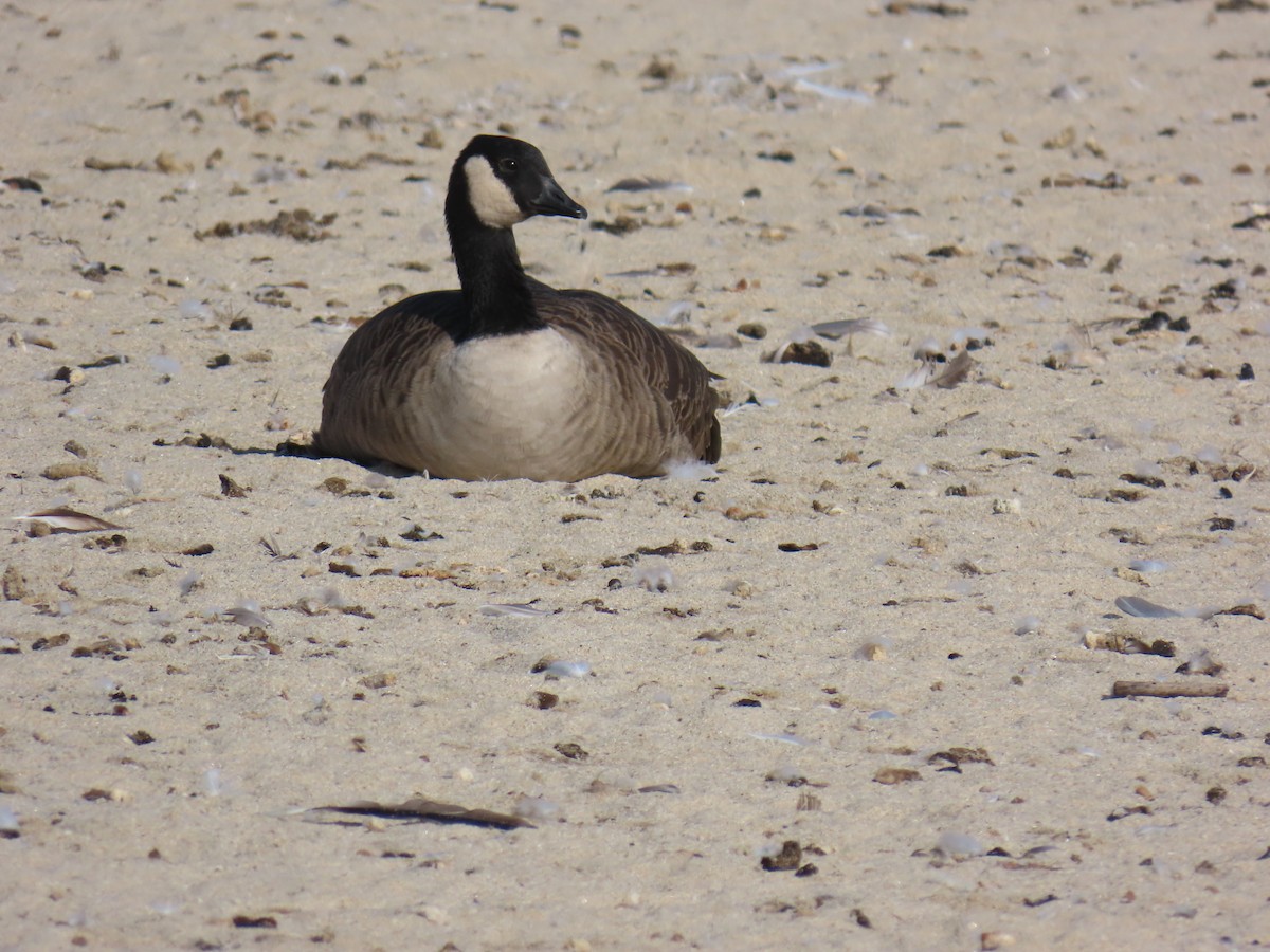 Cackling/Canada Goose - ML642356947
