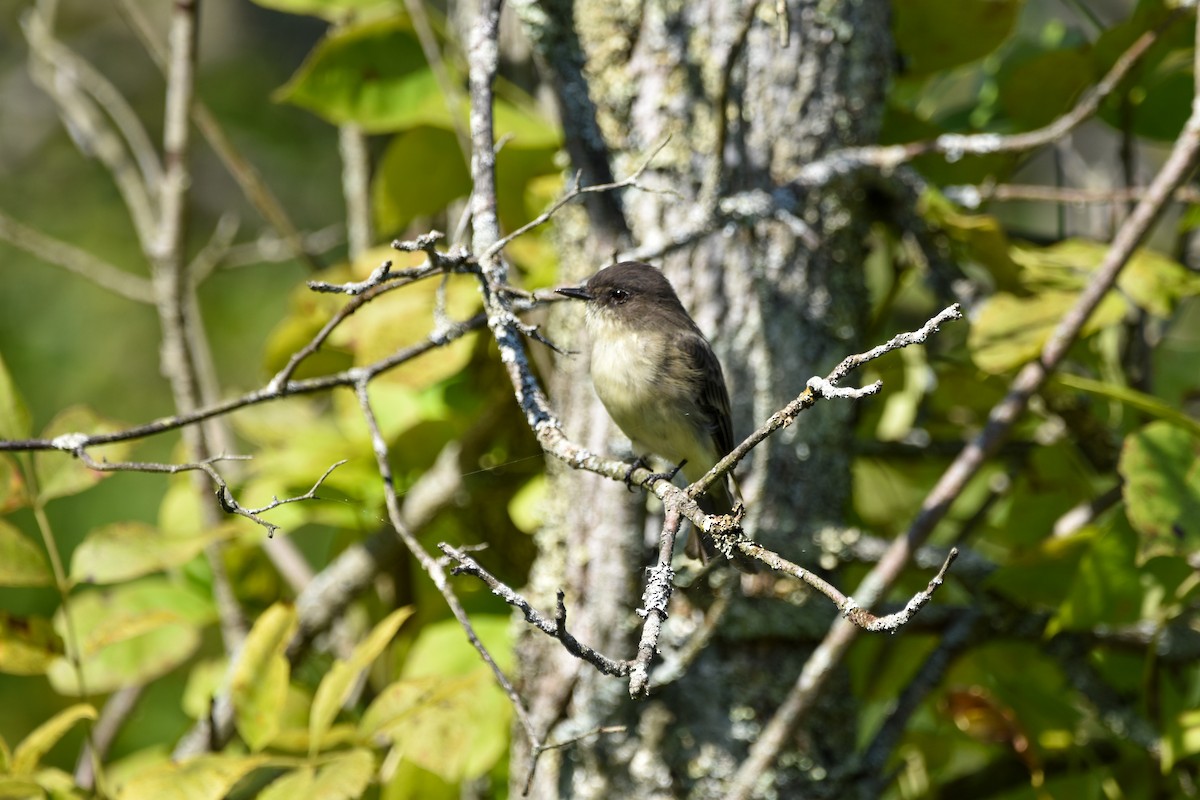 Eastern Phoebe - ML642356949