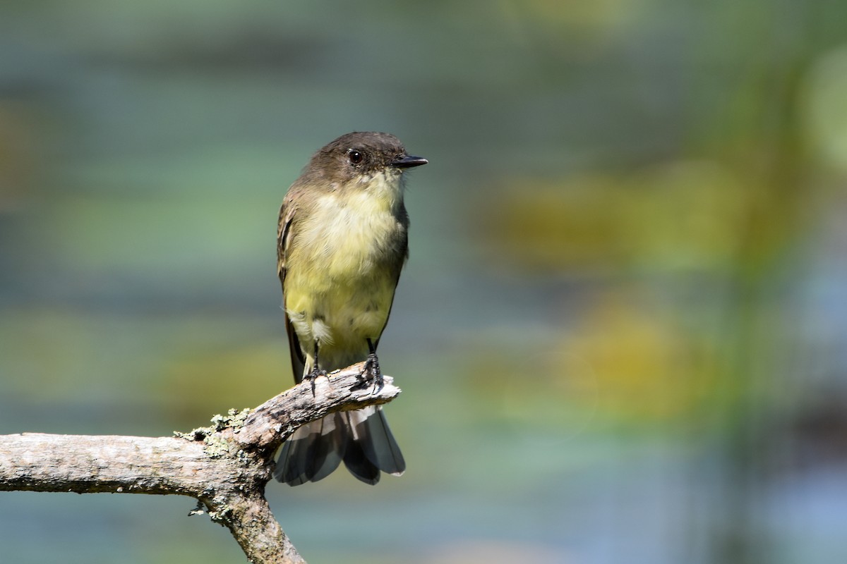 Eastern Phoebe - ML642356950
