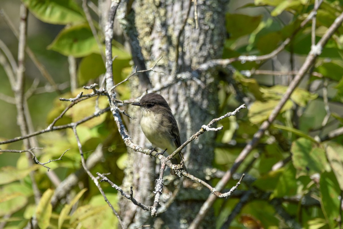 Eastern Phoebe - ML642356951