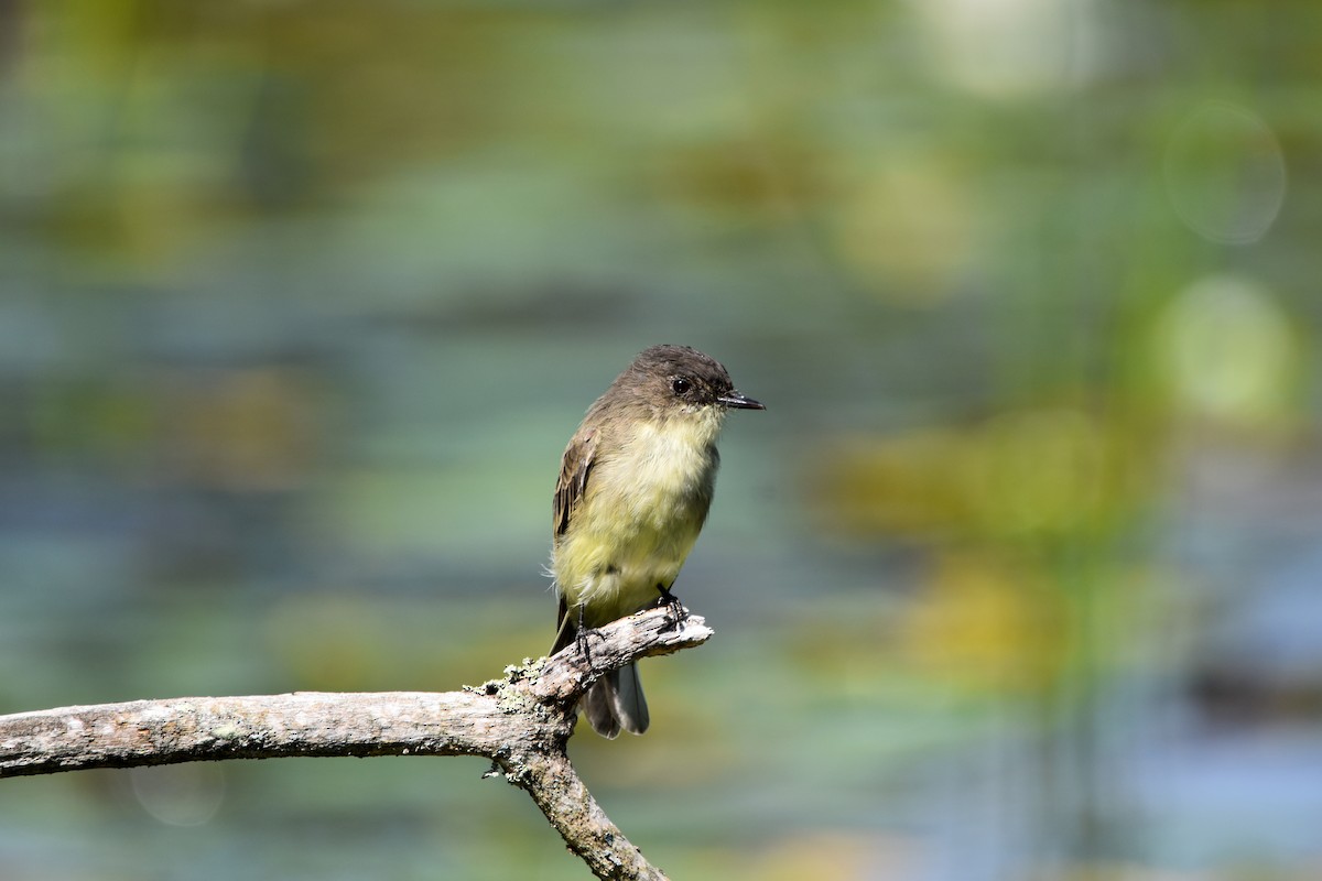Eastern Phoebe - ML642356954