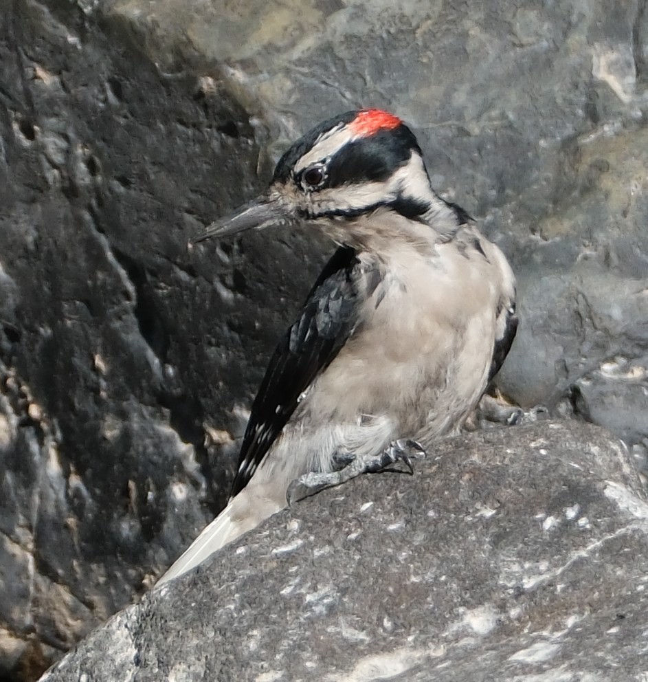 セジロアカゲラ - ML642356962