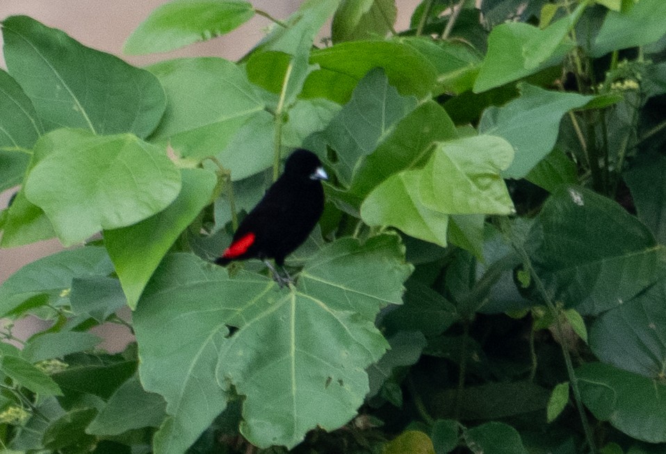 Scarlet-rumped Tanager - ML642356968