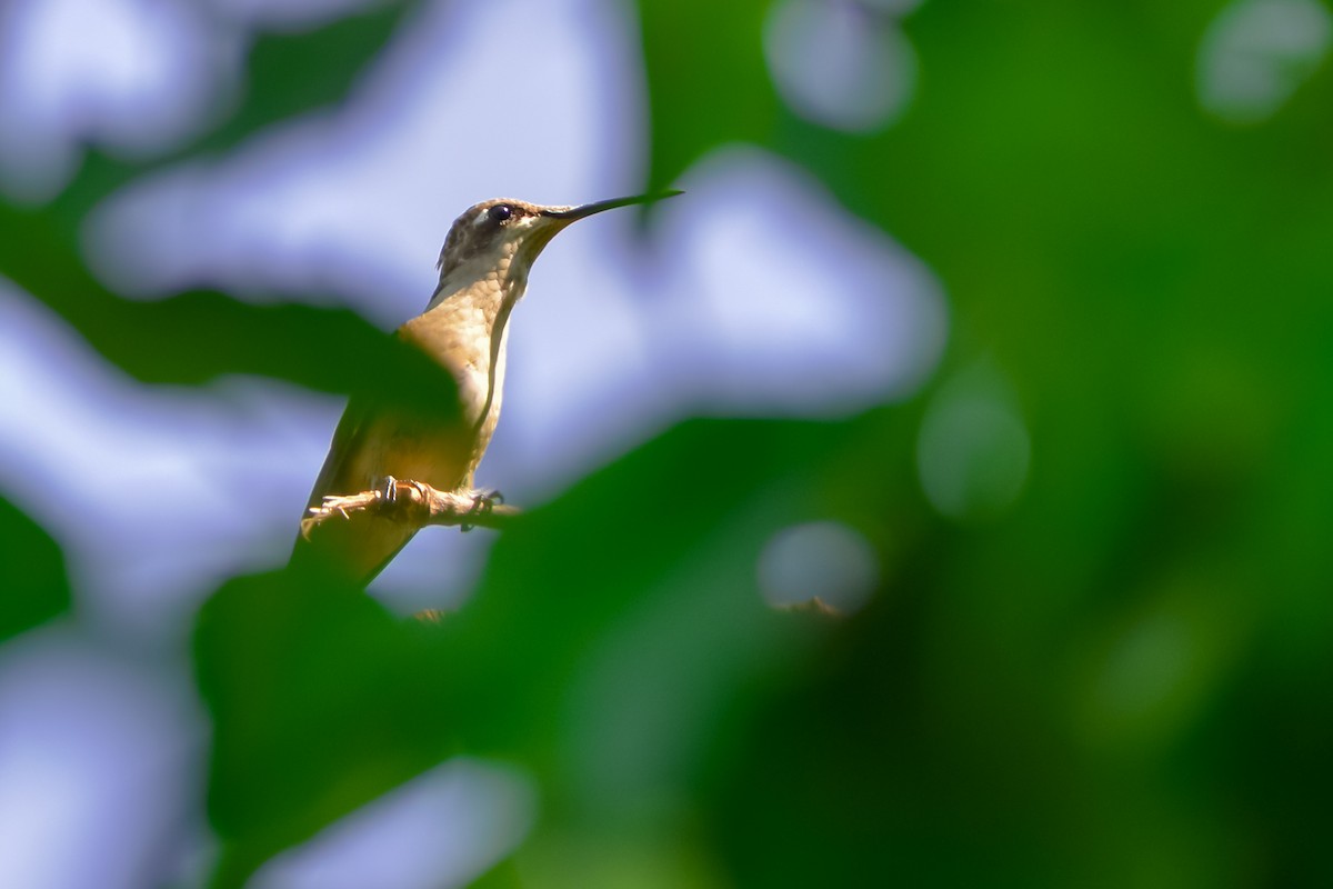 Ruby-throated Hummingbird - ML642356972