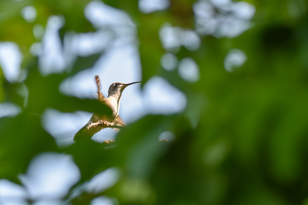 Ruby-throated Hummingbird - ML642356973