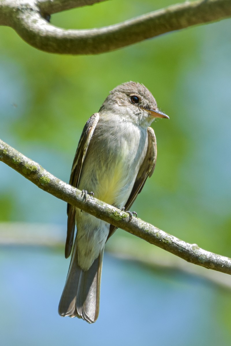 Eastern Wood-Pewee - ML642356992