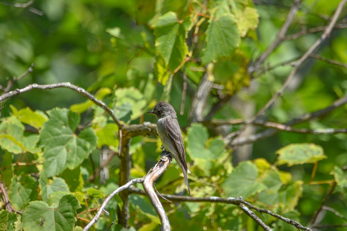 Eastern Wood-Pewee - ML642356993
