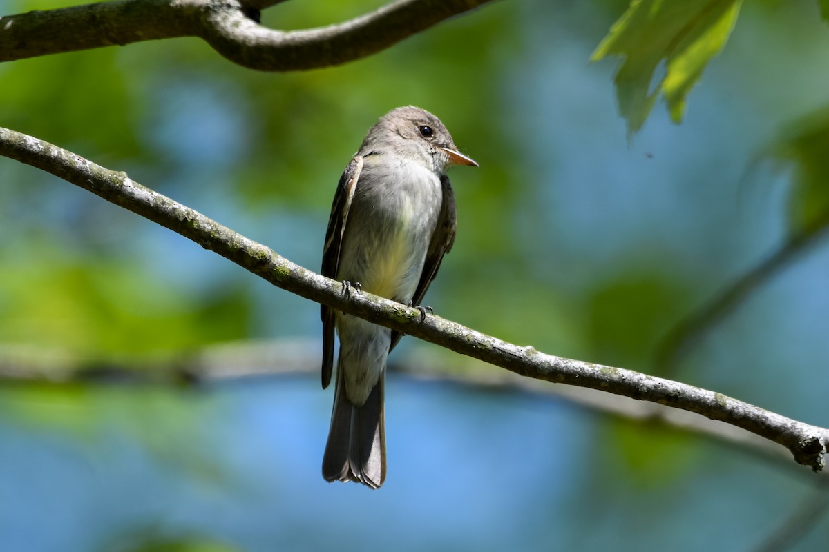 Eastern Wood-Pewee - ML642356994