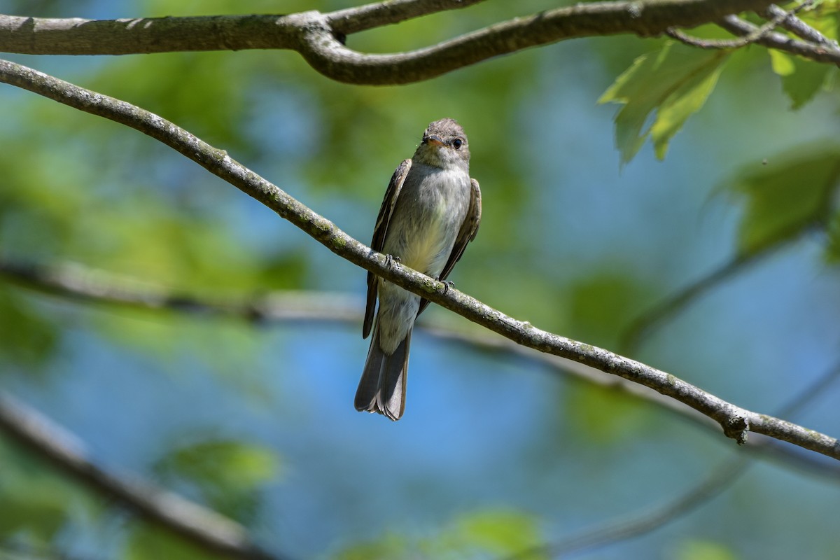 Eastern Wood-Pewee - ML642356995