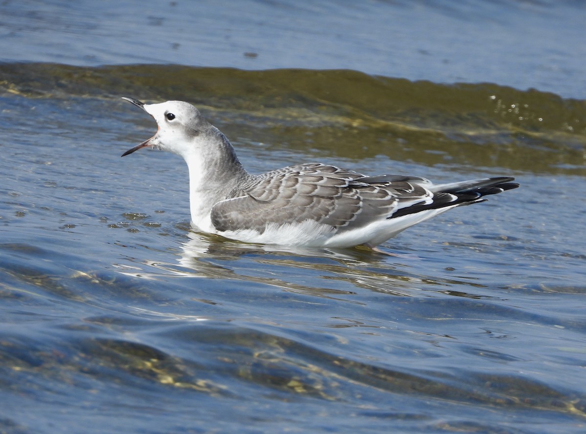 Sabine's Gull - ML642357008
