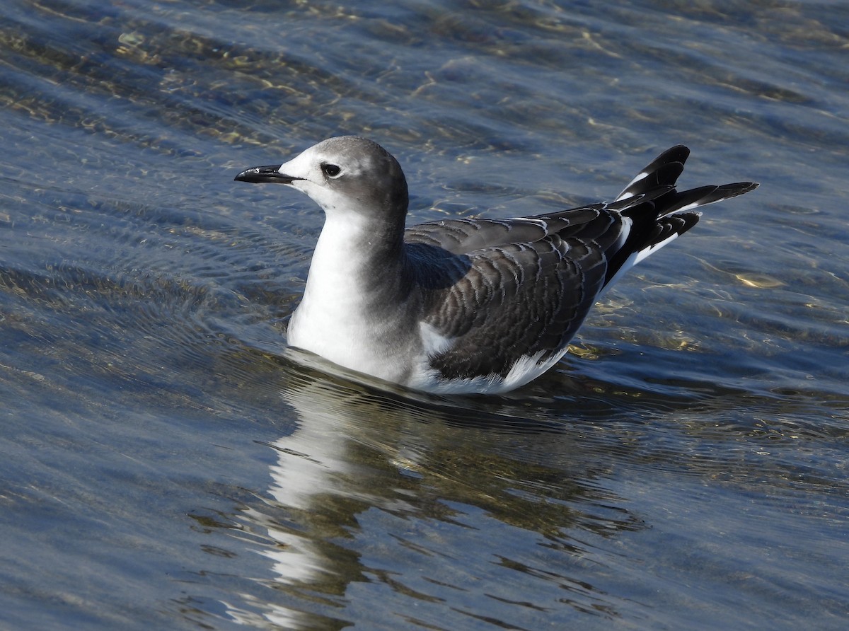 Sabine's Gull - ML642357009