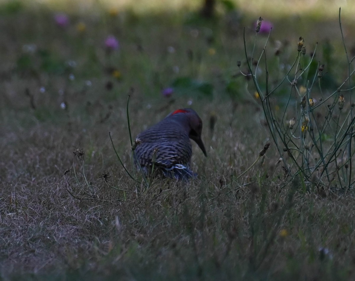 Northern Flicker - ML642357010