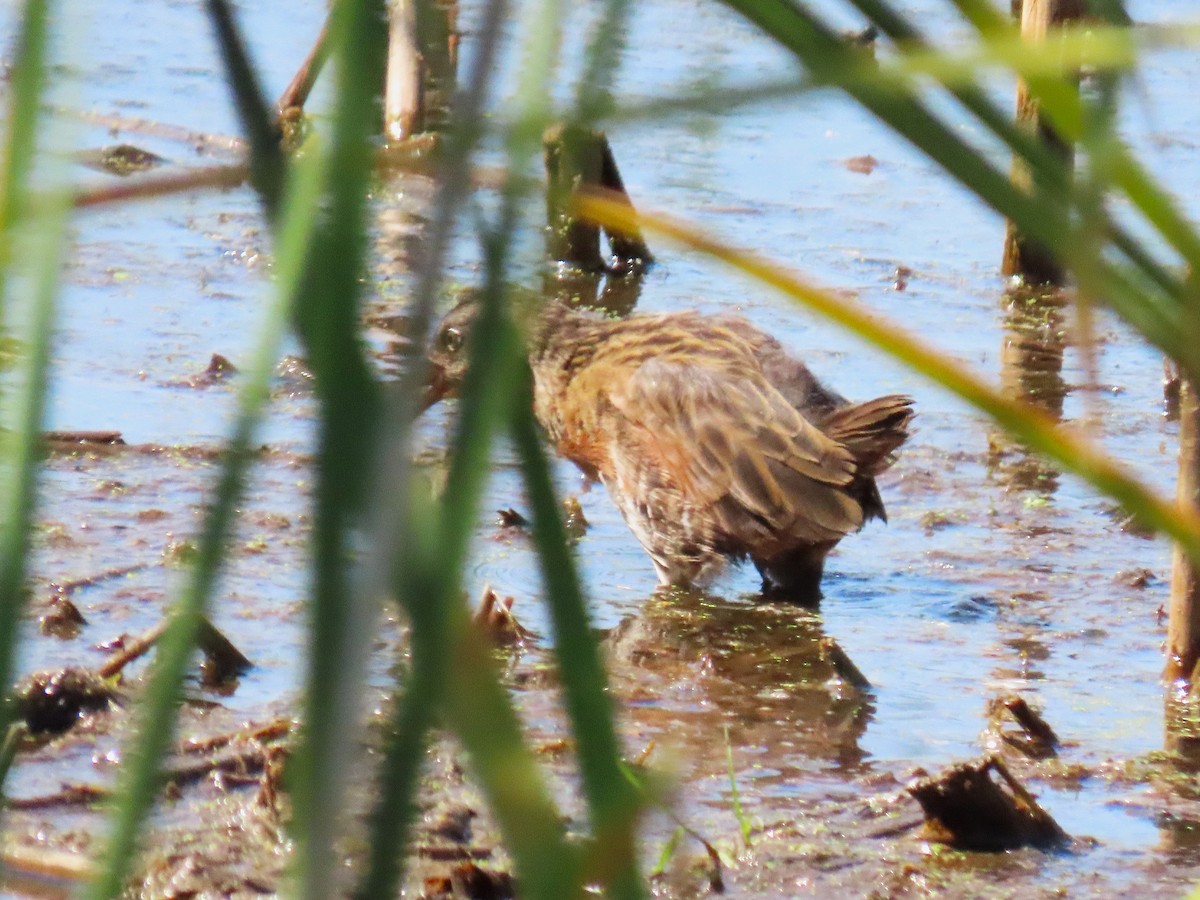 Virginia Rail - ML642357015