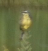 Western Yellow Wagtail - ML642357030
