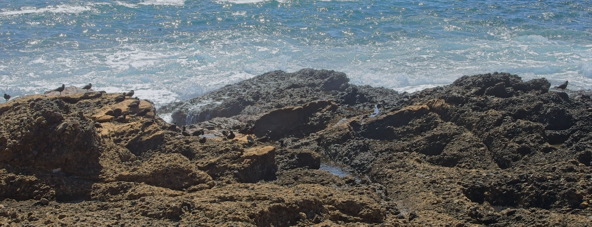 Black Oystercatcher - ML642357043