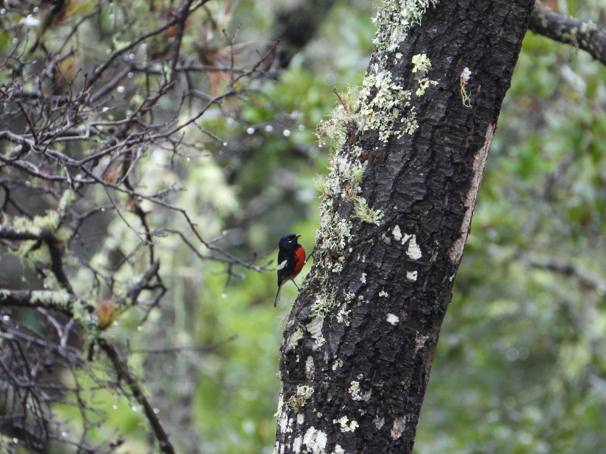 Painted Redstart - ML642357063