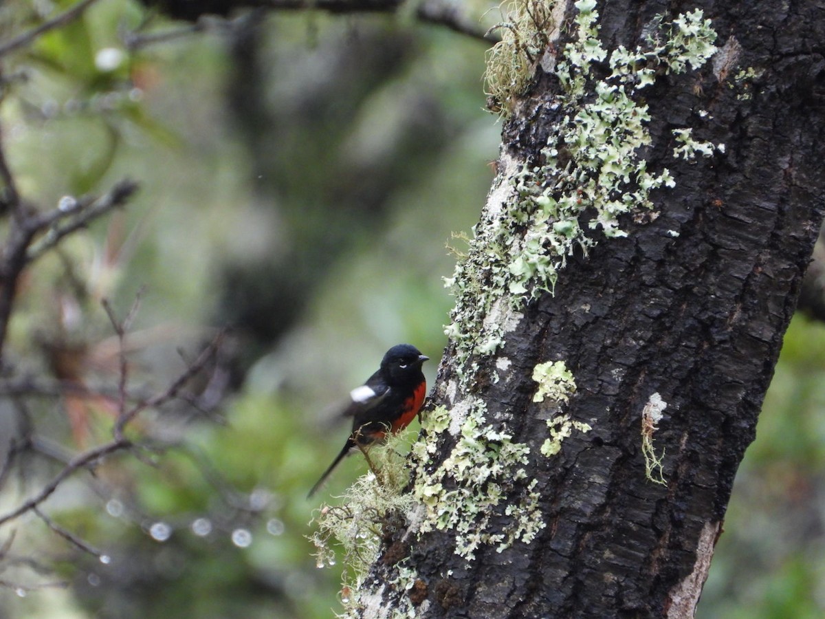 Painted Redstart - ML642357064