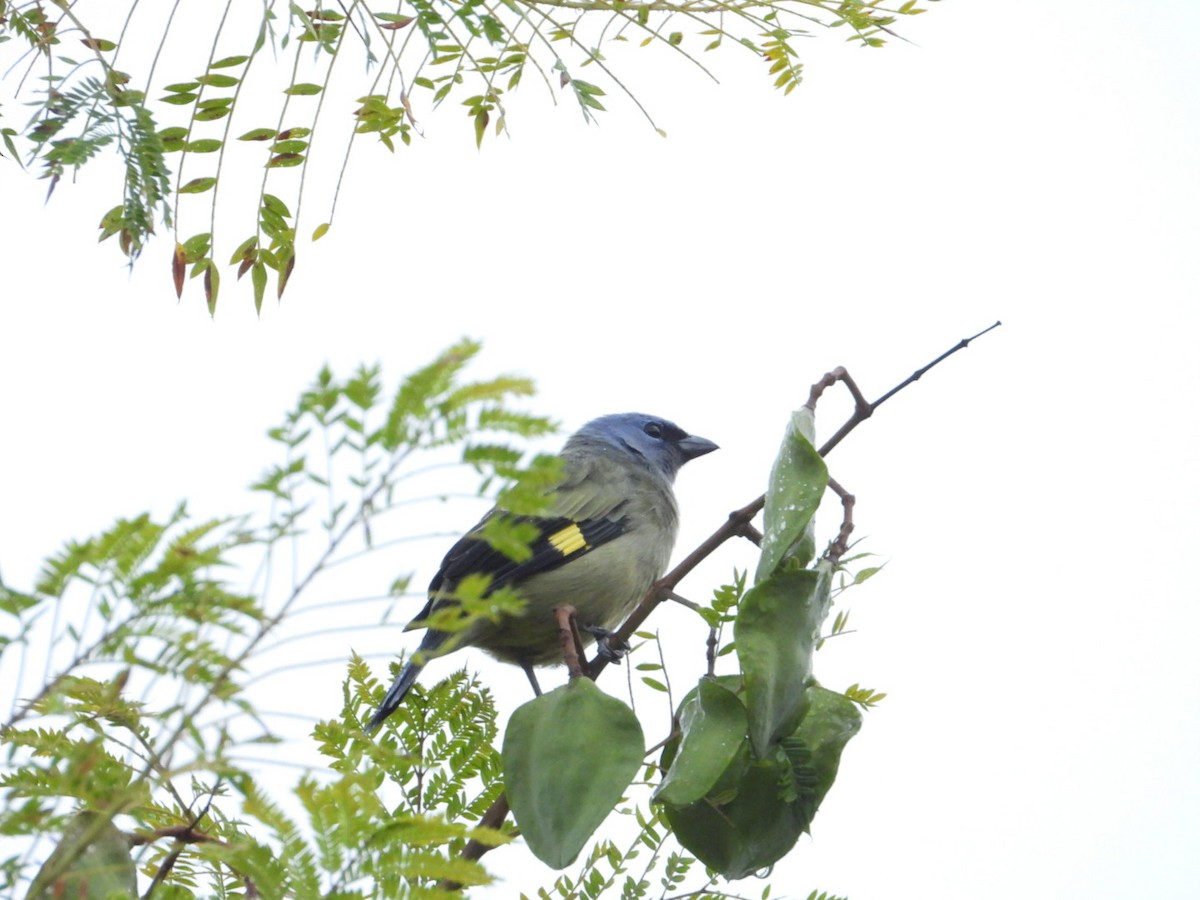Yellow-winged Tanager - ML642357101