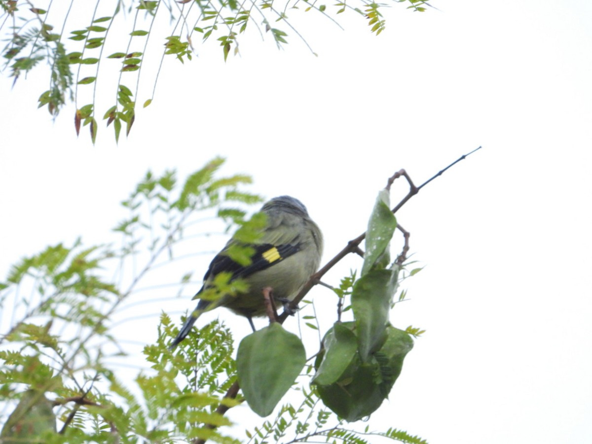 Yellow-winged Tanager - ML642357102
