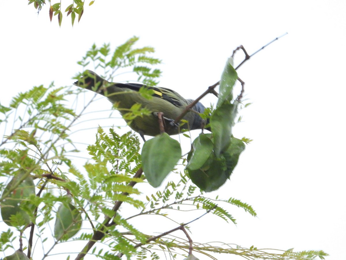 Yellow-winged Tanager - ML642357103