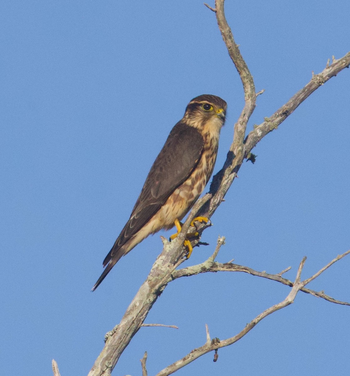 dvergfalk - ML642357122