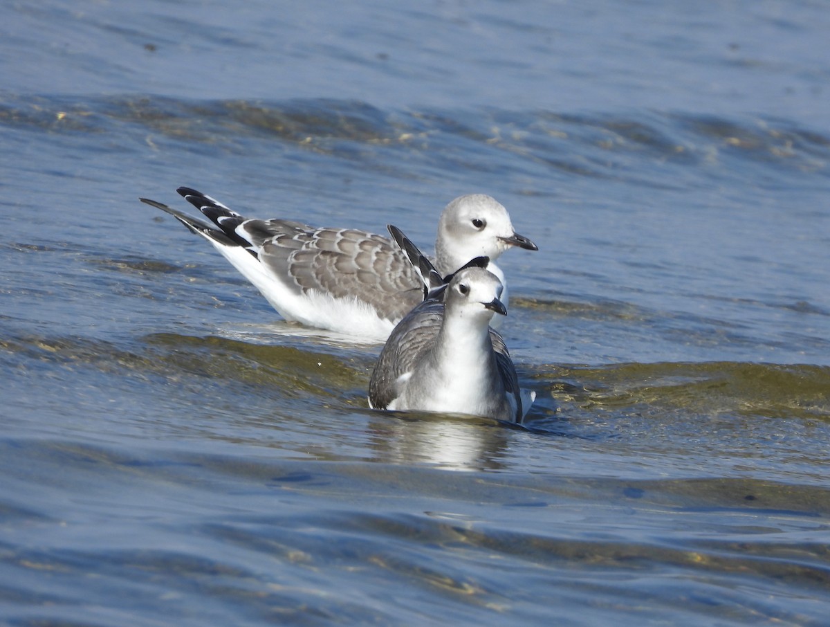 Sabine's Gull - ML642357123