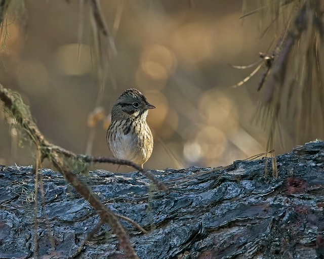Lincoln's Sparrow - ML642357131