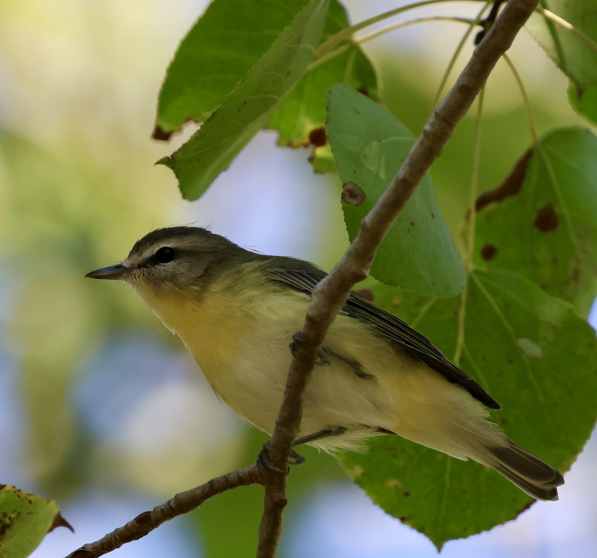 Philadelphia Vireo - ML642357140