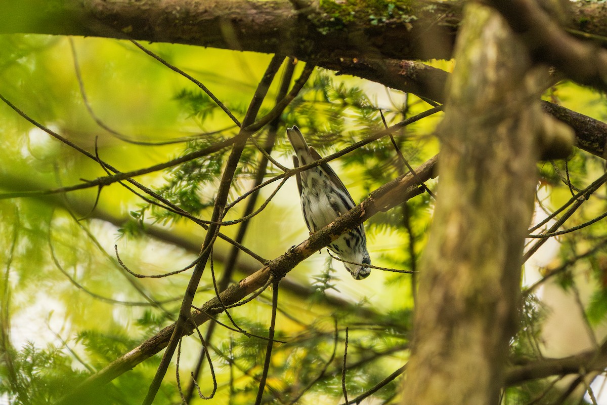 Black-and-white Warbler - ML642357141