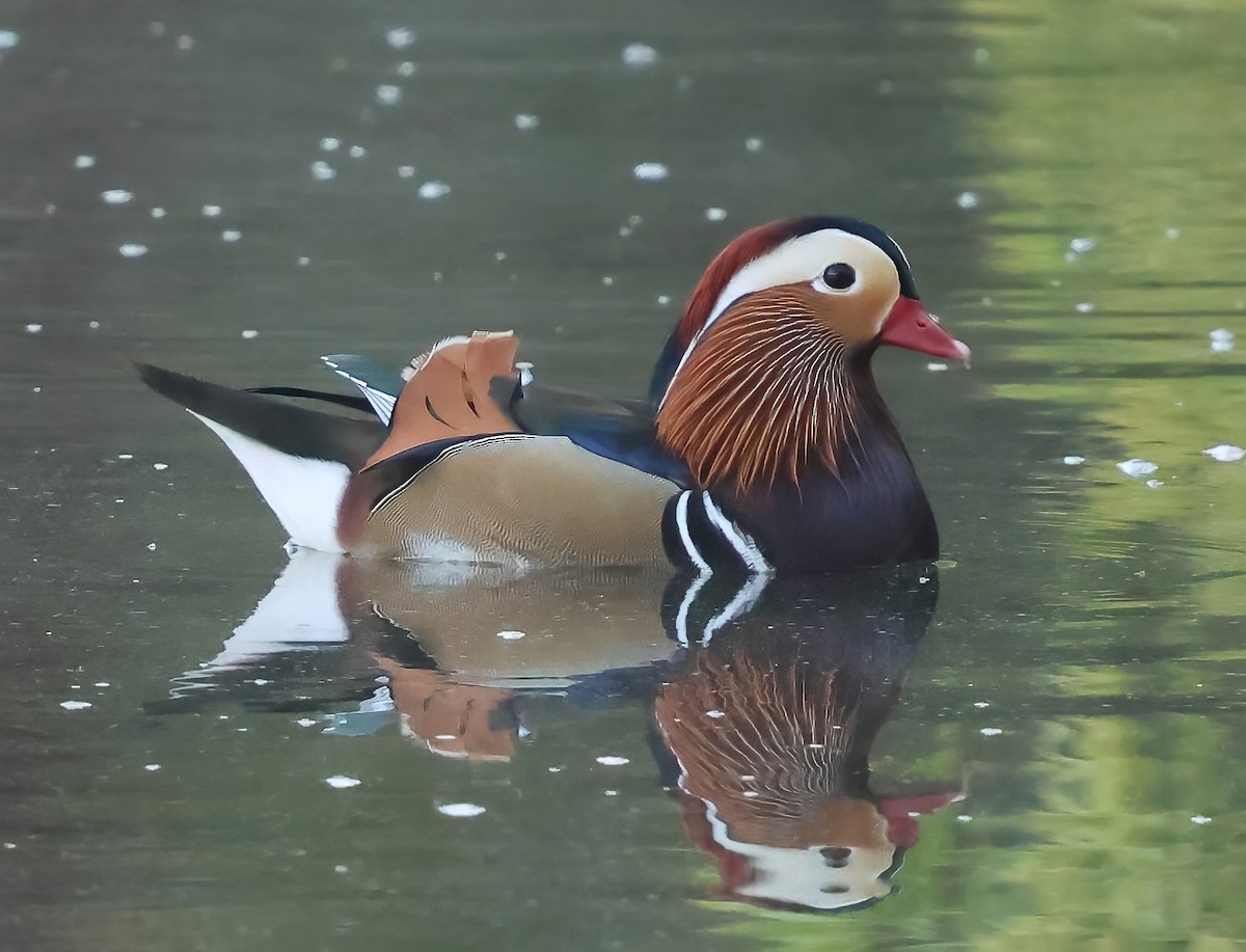 Mandarin Duck - ML642357154