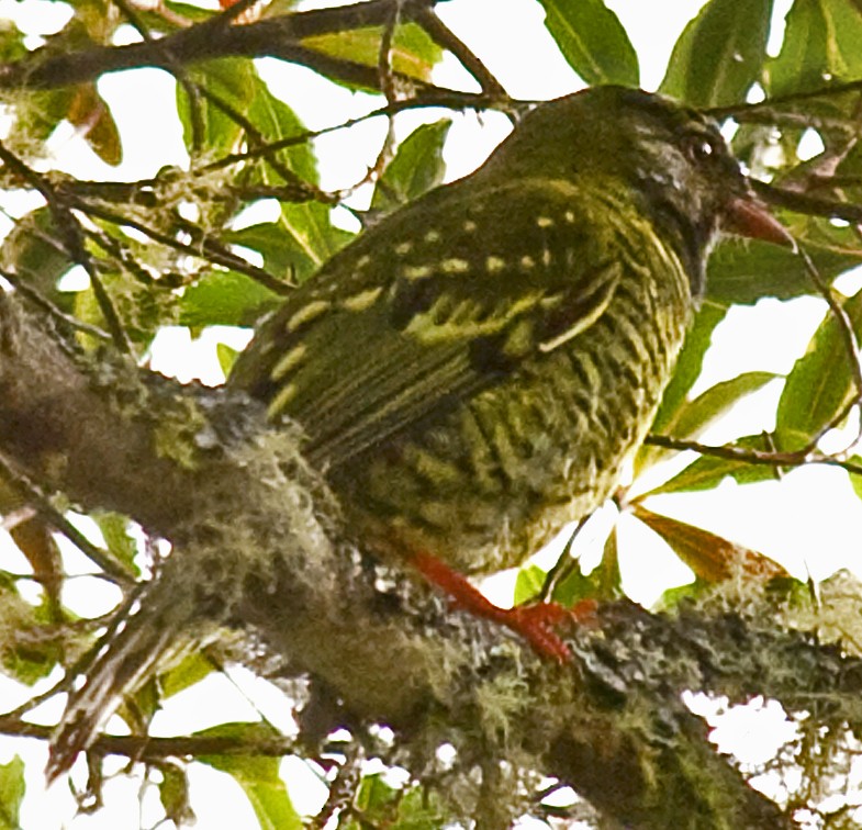 Barred Fruiteater - ML642357167