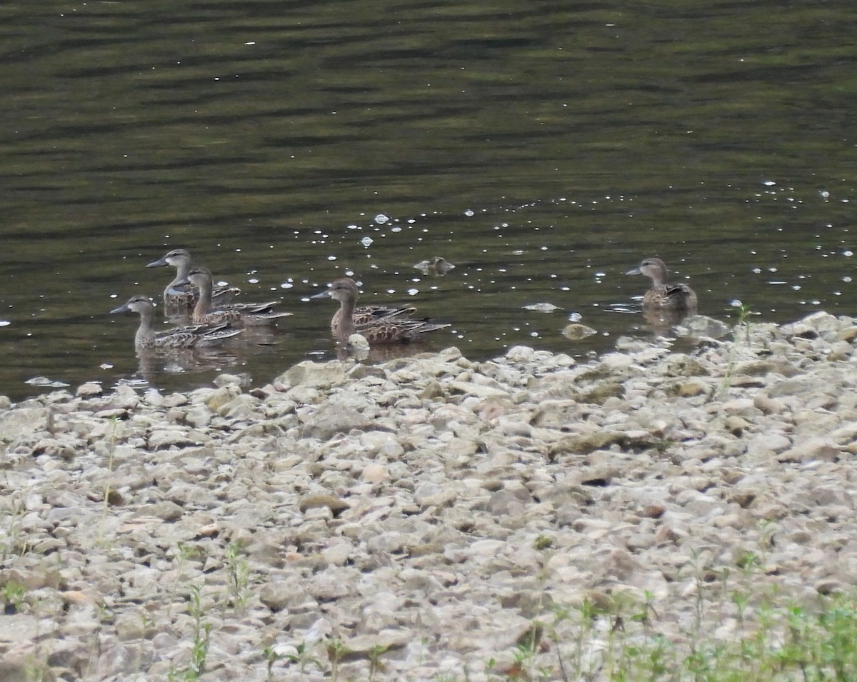 Blue-winged Teal - ML642357171