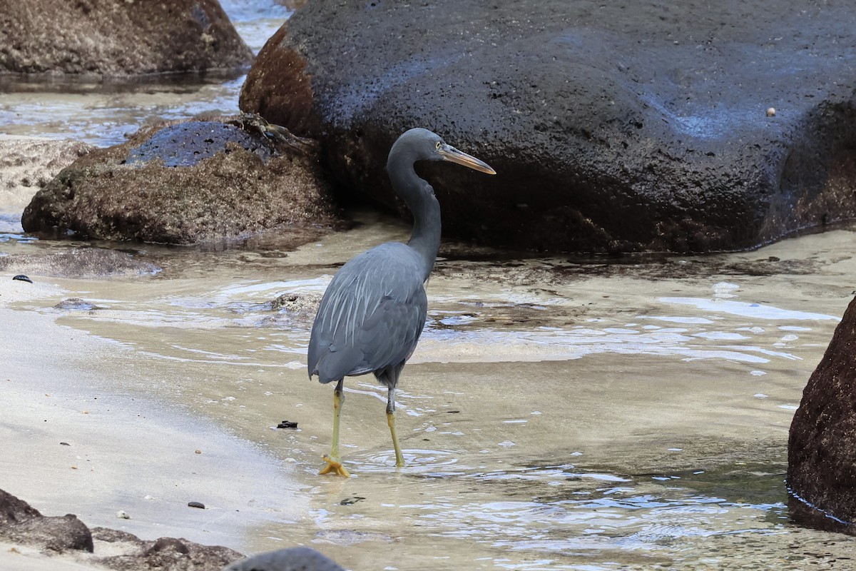 Pasifik Kıyı Balıkçılı - ML642357172