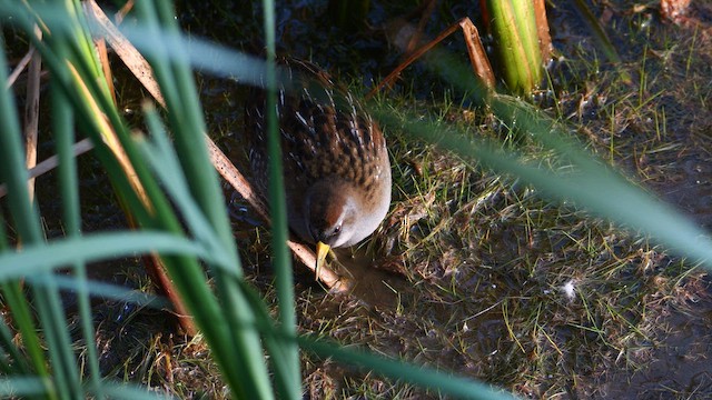 Sora - ML642357184