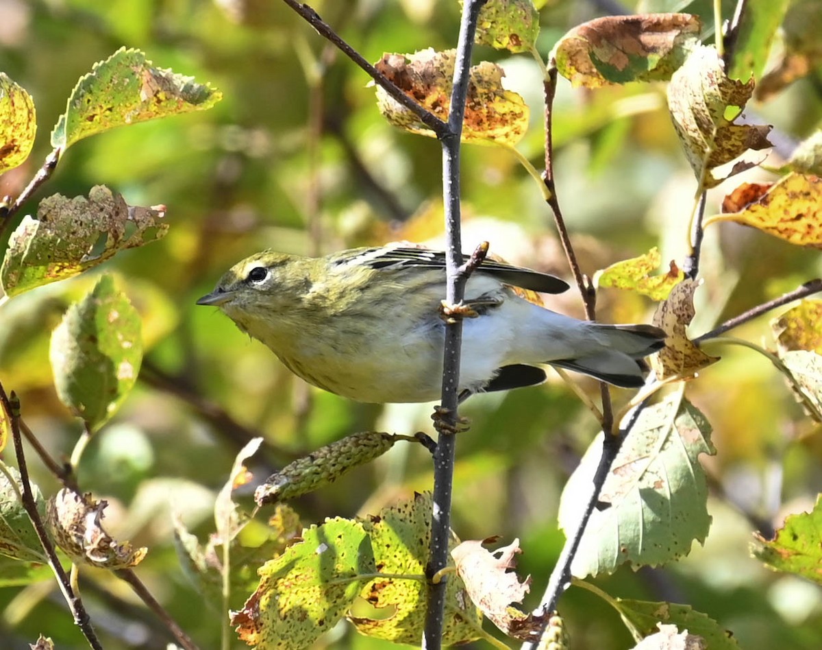 Blackpoll Warbler - ML642357191