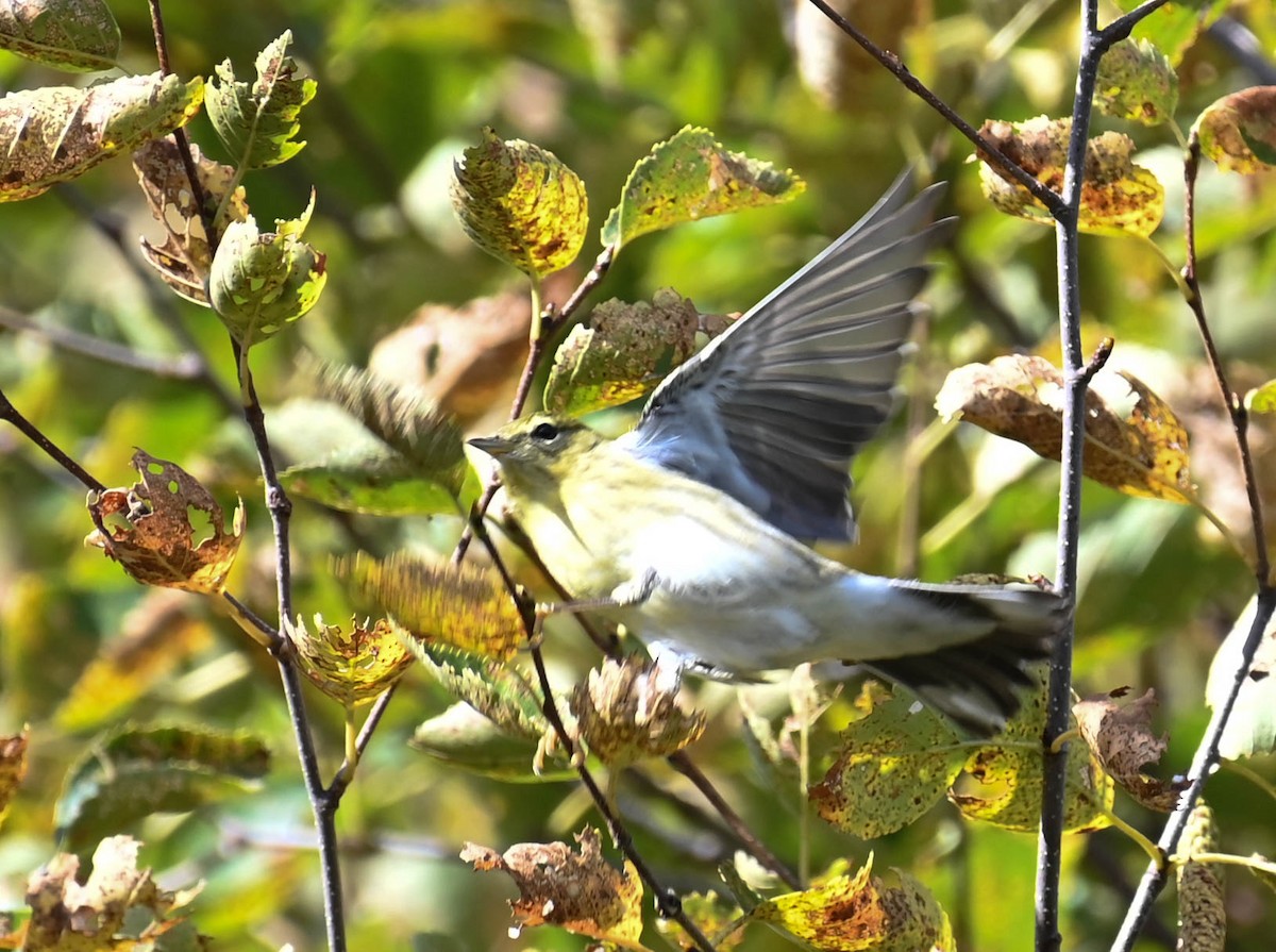 Blackpoll Warbler - ML642357192