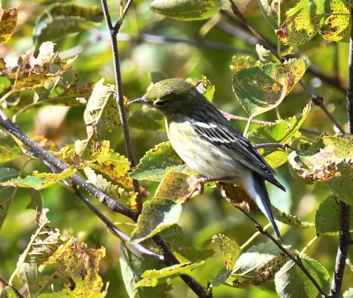 Blackpoll Warbler - ML642357193