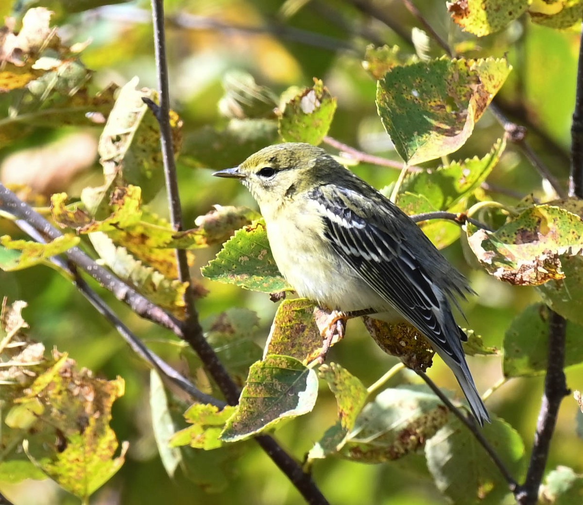 Blackpoll Warbler - ML642357194