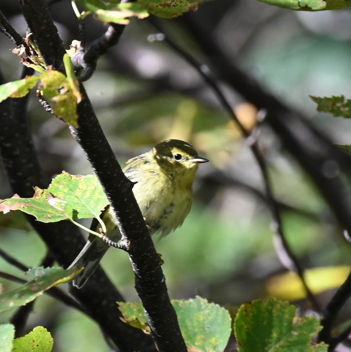 Blackpoll Warbler - ML642357195